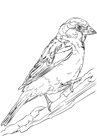 English Sparrow Coloring Page